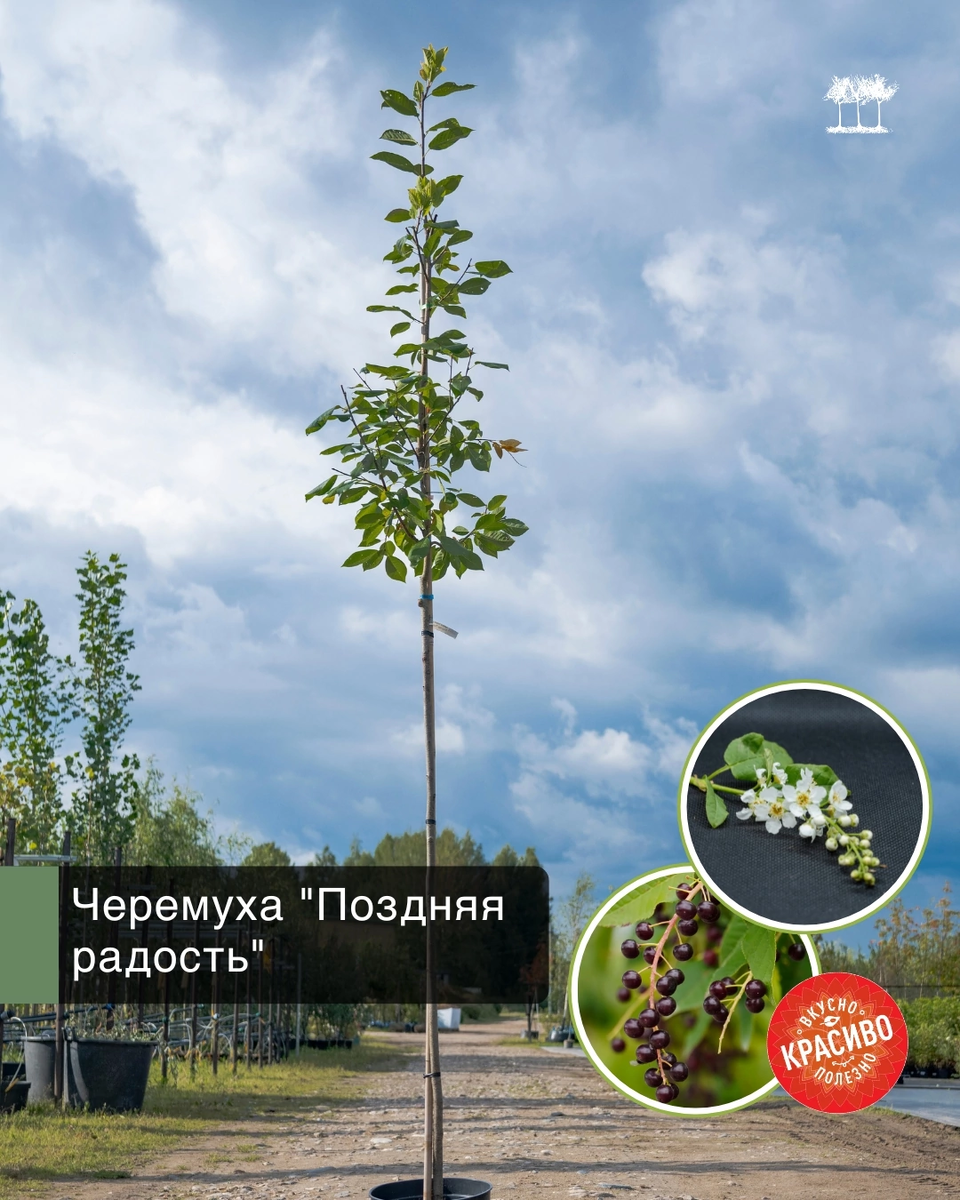 Черемуха "Поздняя радость"