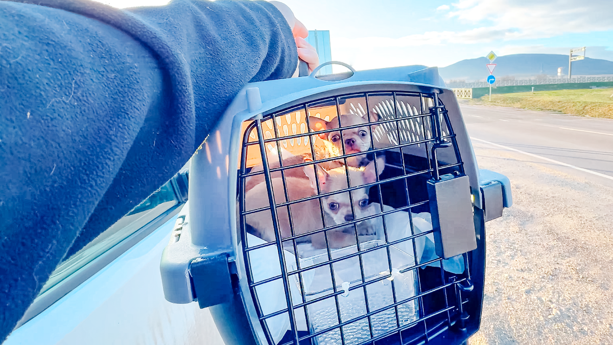 Две новых наших чихуашки сидят в боксе