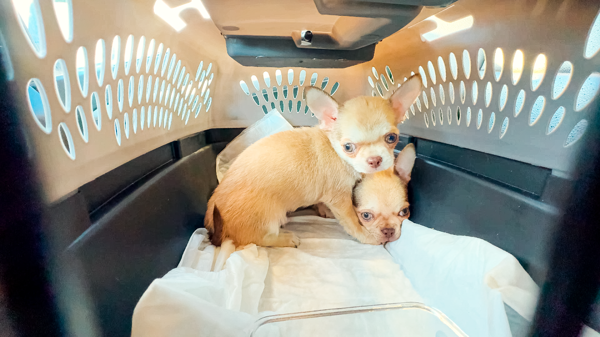 Чихуахуа в переноске
