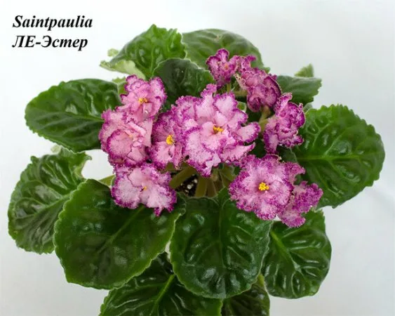 фото из открытого источника