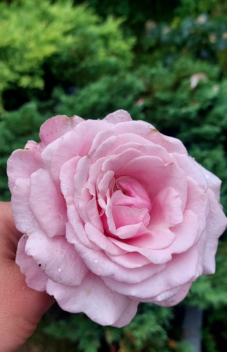 Парфюм де Либерти. Ч/г роза