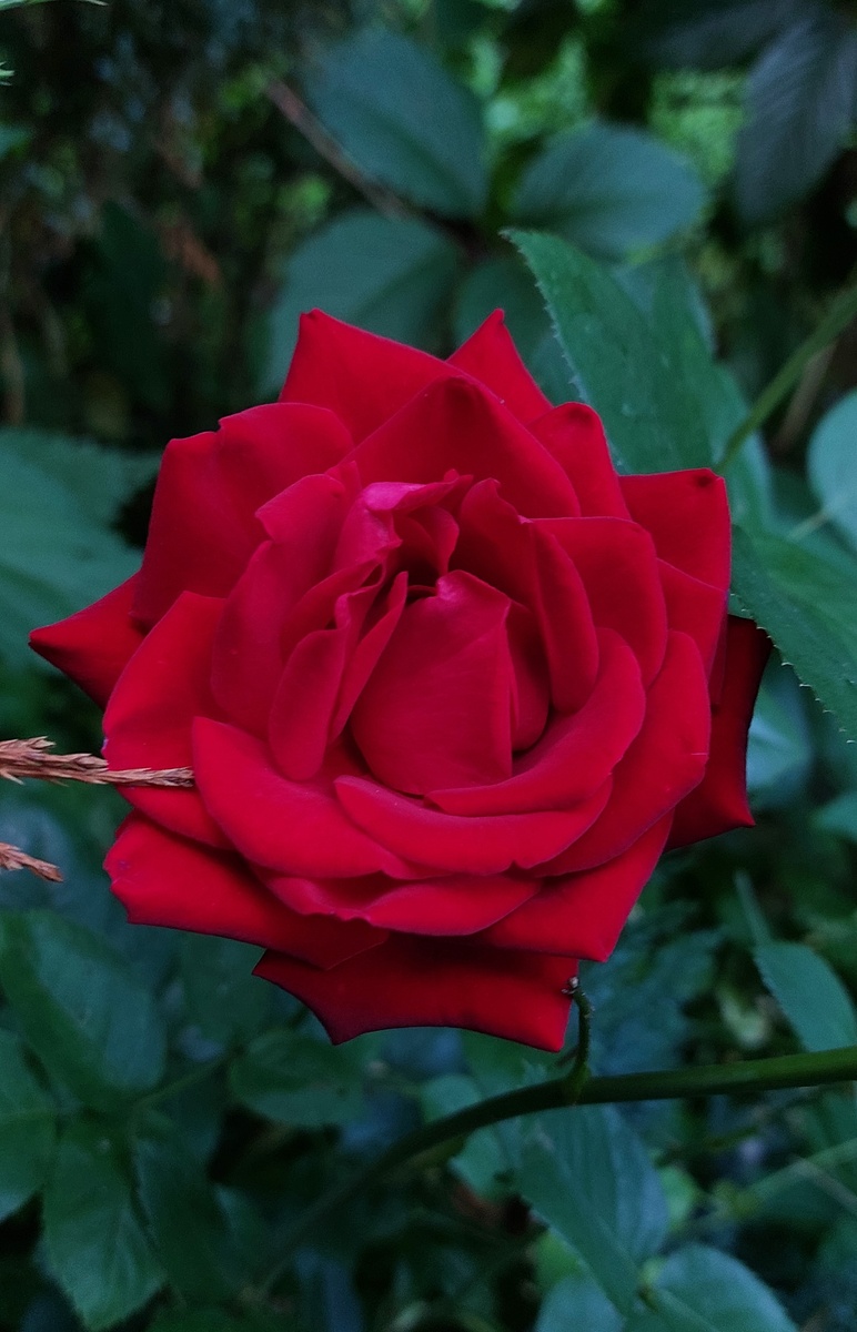 Ингрид Бергман. Ч/г роза