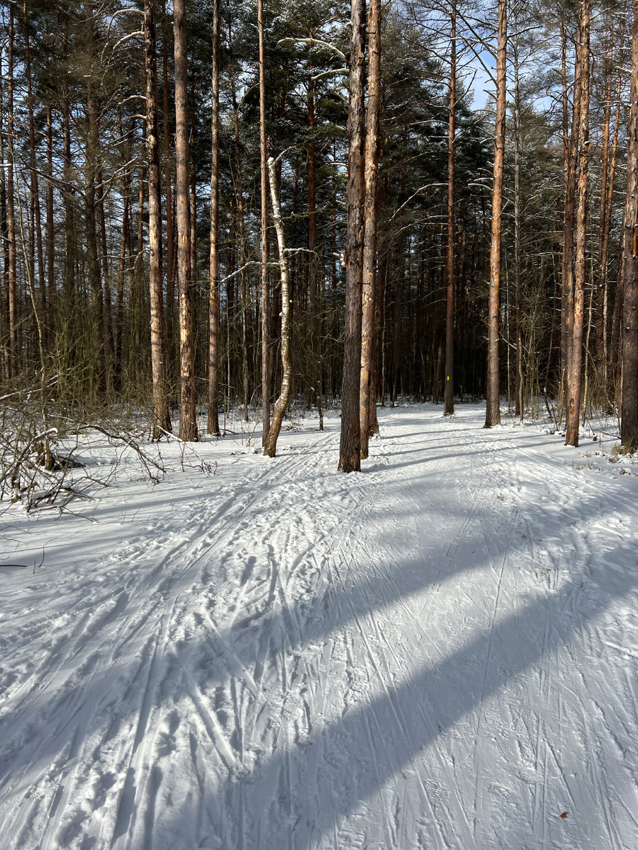 Вот такое солнце было в лесу