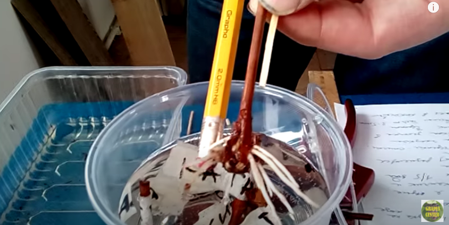 Фото из моего опыты проращивания черенков-спичек 