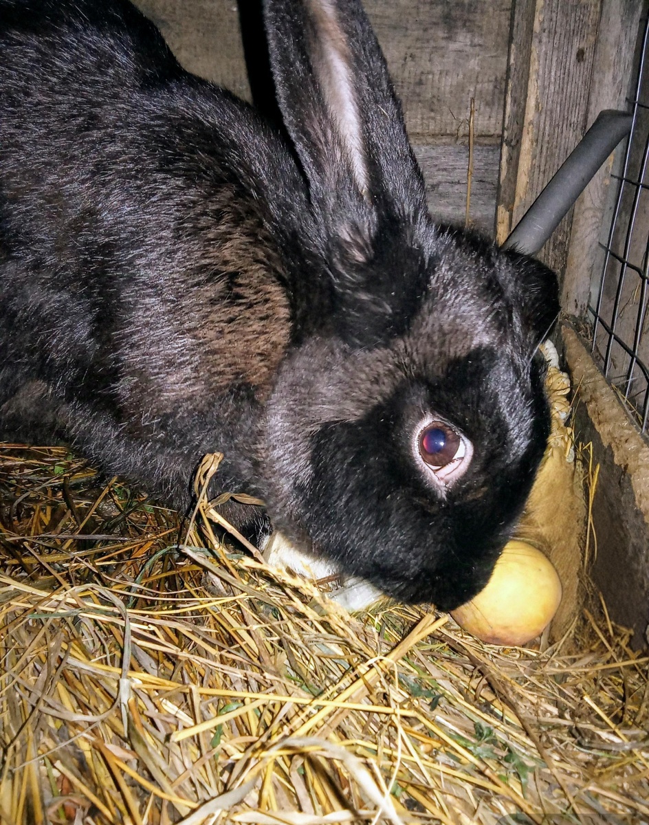 Наша Агата🐇