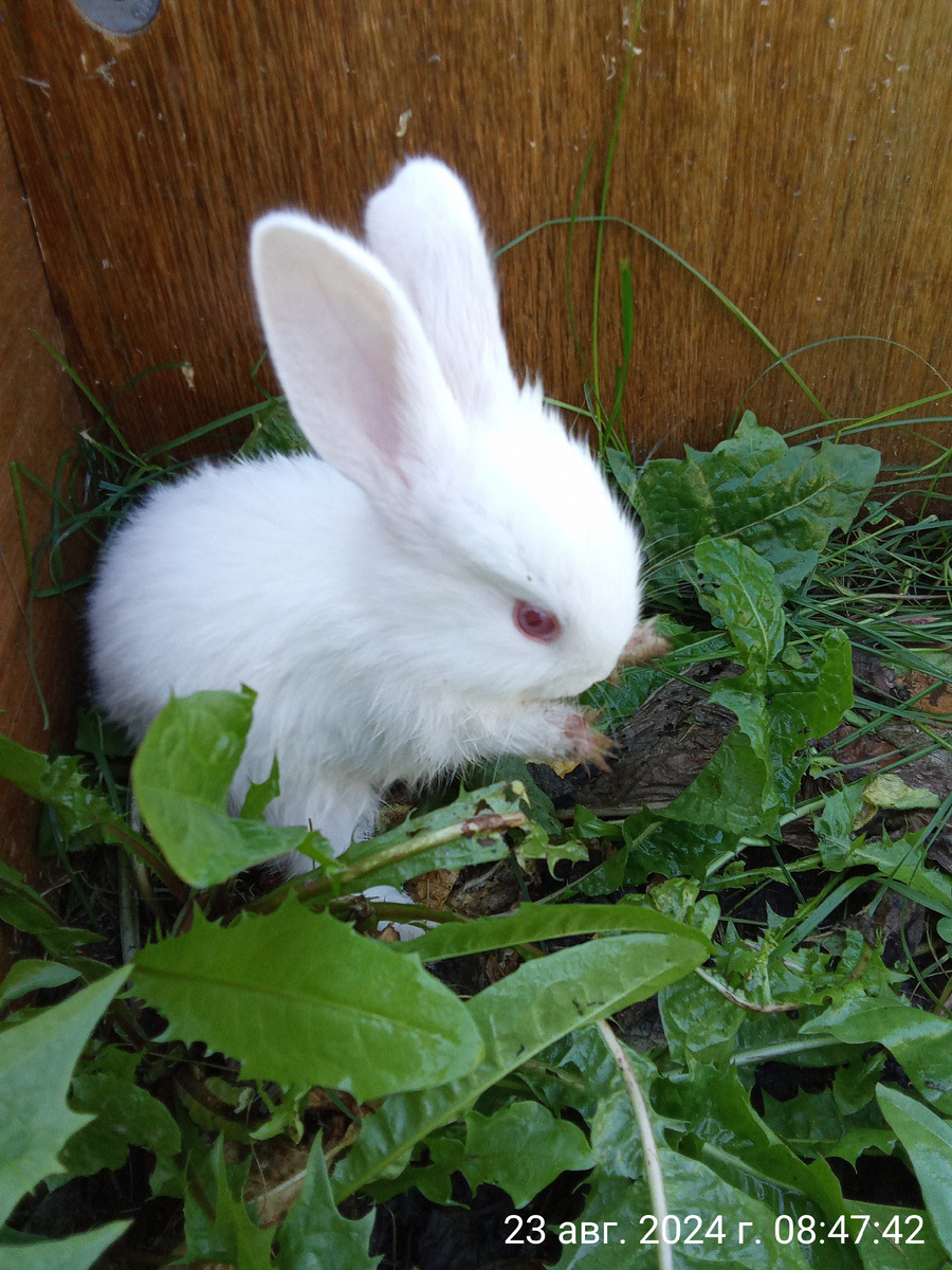 Вот такая милота🐰