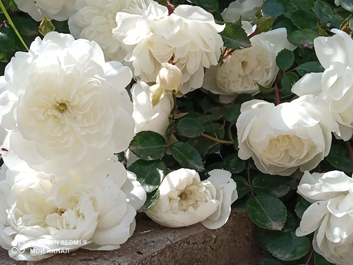 Почвопокровная роза Суони. Необыкновенно ароматная. Фото автора.