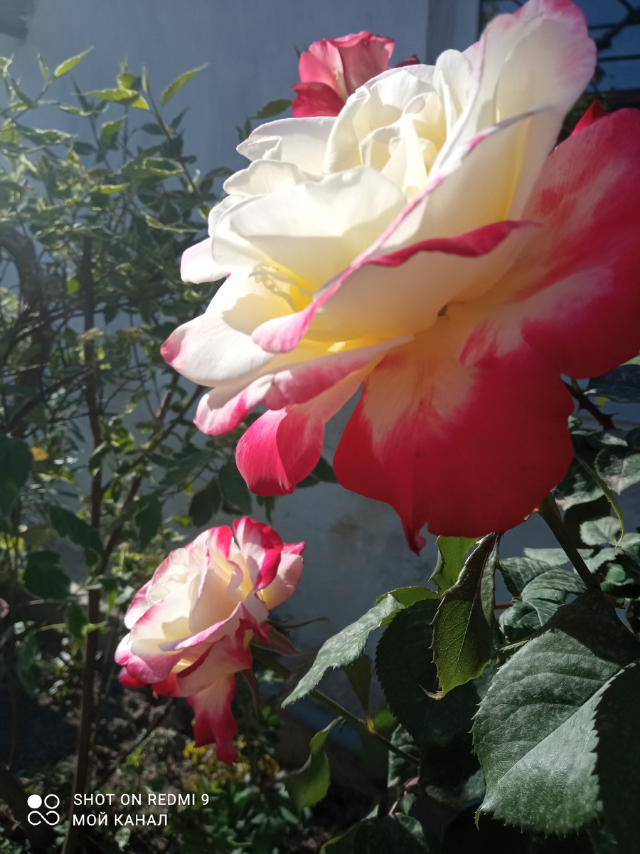 Ч/г роза Дабл Ди Лайт. Одна из самых ароматных роз моего сада. Фото автора.