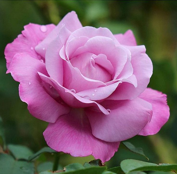 картинка найдена на просторах интернета, ссылка: https://yandex.ru/images/search?from=tabbar&img_url=https%3A%2F%2Fi.pinimg.com%2Foriginals%2Fc9%2Fd7%2F76%2Fc9d776b67810545dce966e469e055bcc.jpg&lr=47&p=8&pos=29&rpt=simage&text=%D1%86%D0%B2%D0%B5%D1%82%D1%8B%20%D0%BA%D1%80%D1%83%D0%BF%D0%BD%D1%8B%D0%BC%20%D0%BF%D0%BB%D0%B0%D0%BD%D0%BE%D0%BC%20%D1%84%D0%BE%D1%82%D0%BE