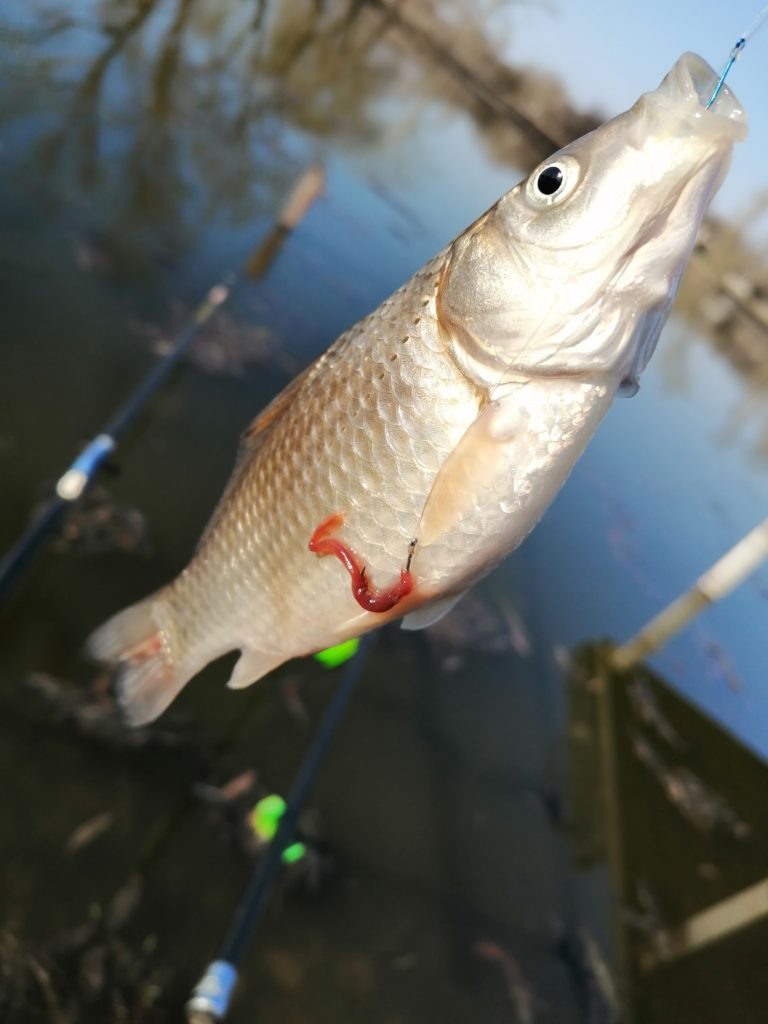 Мой первый пойманный карась 12 апреля 2023 года.