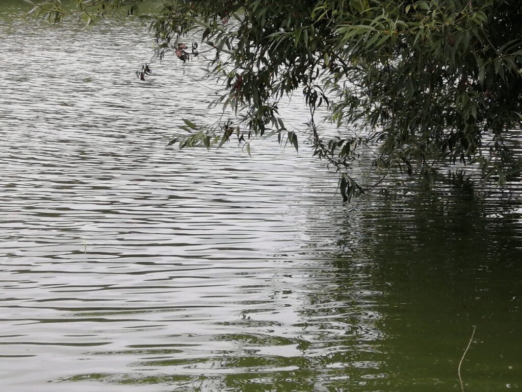 Любимое место карася под деревом.