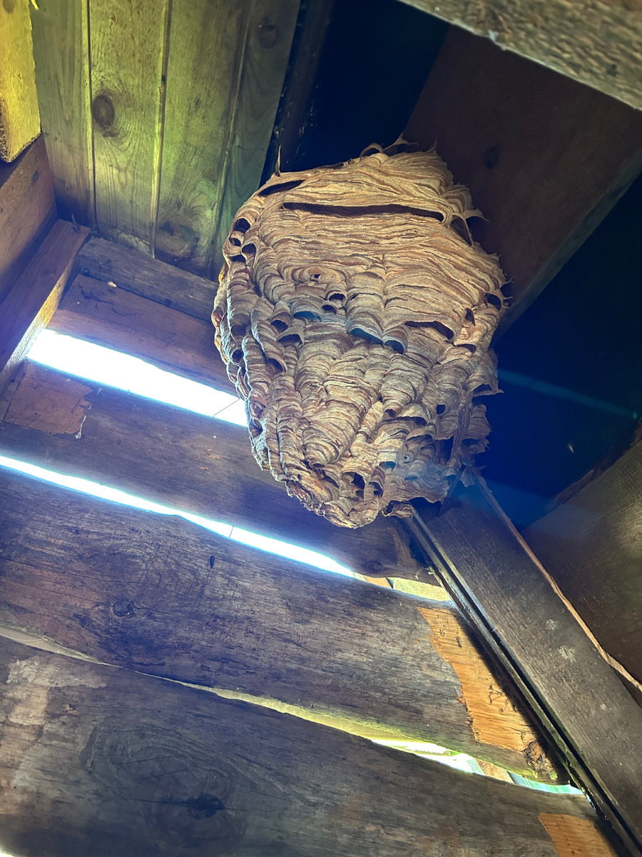 Удаление гнезда шершней