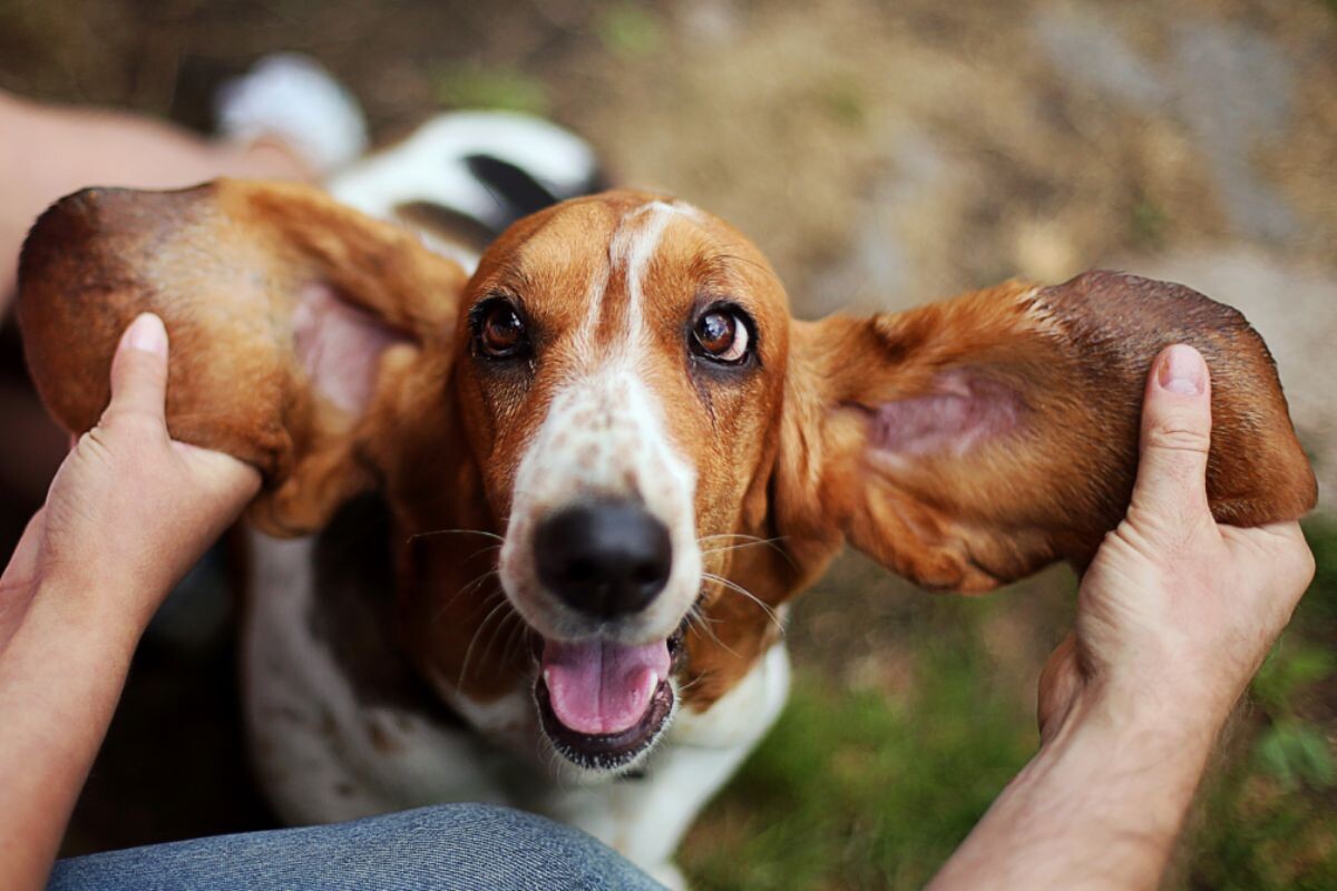 Почему у собаки пахнет из ушей