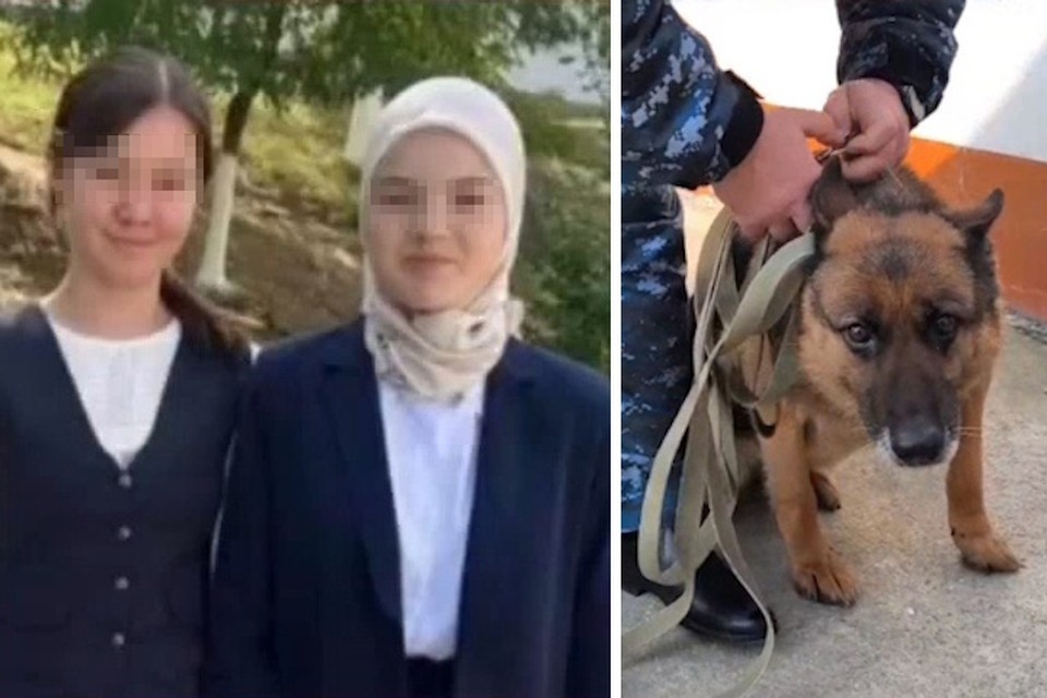    На след школьниц вышла немецкая овчарка с французским именем. Фото: t.me/criminal_chronicle