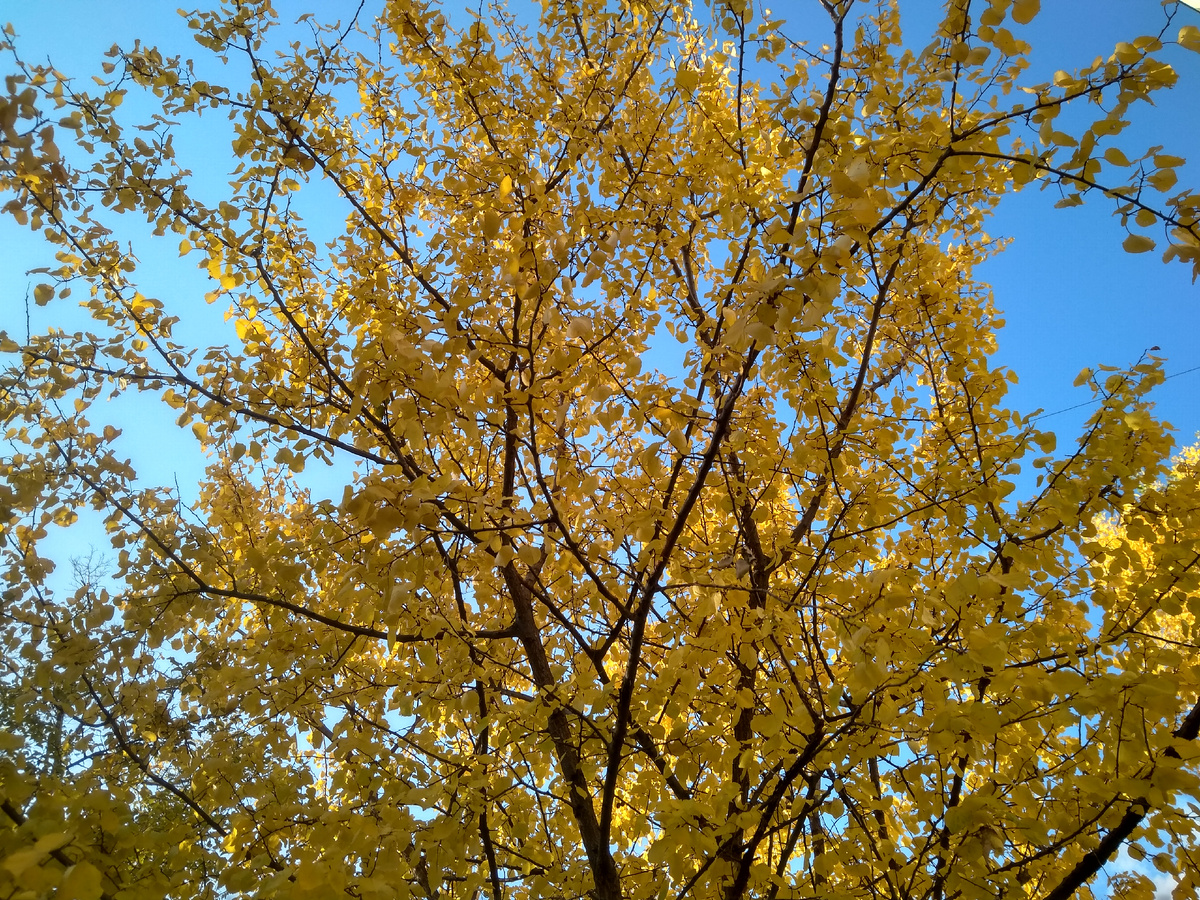 Золотая осень