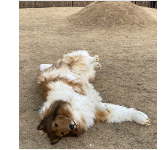 Токо валяется в песке в своем костюме, ну совсем как живой!