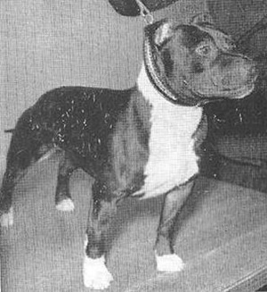 Ch. Brinstock Glenagow