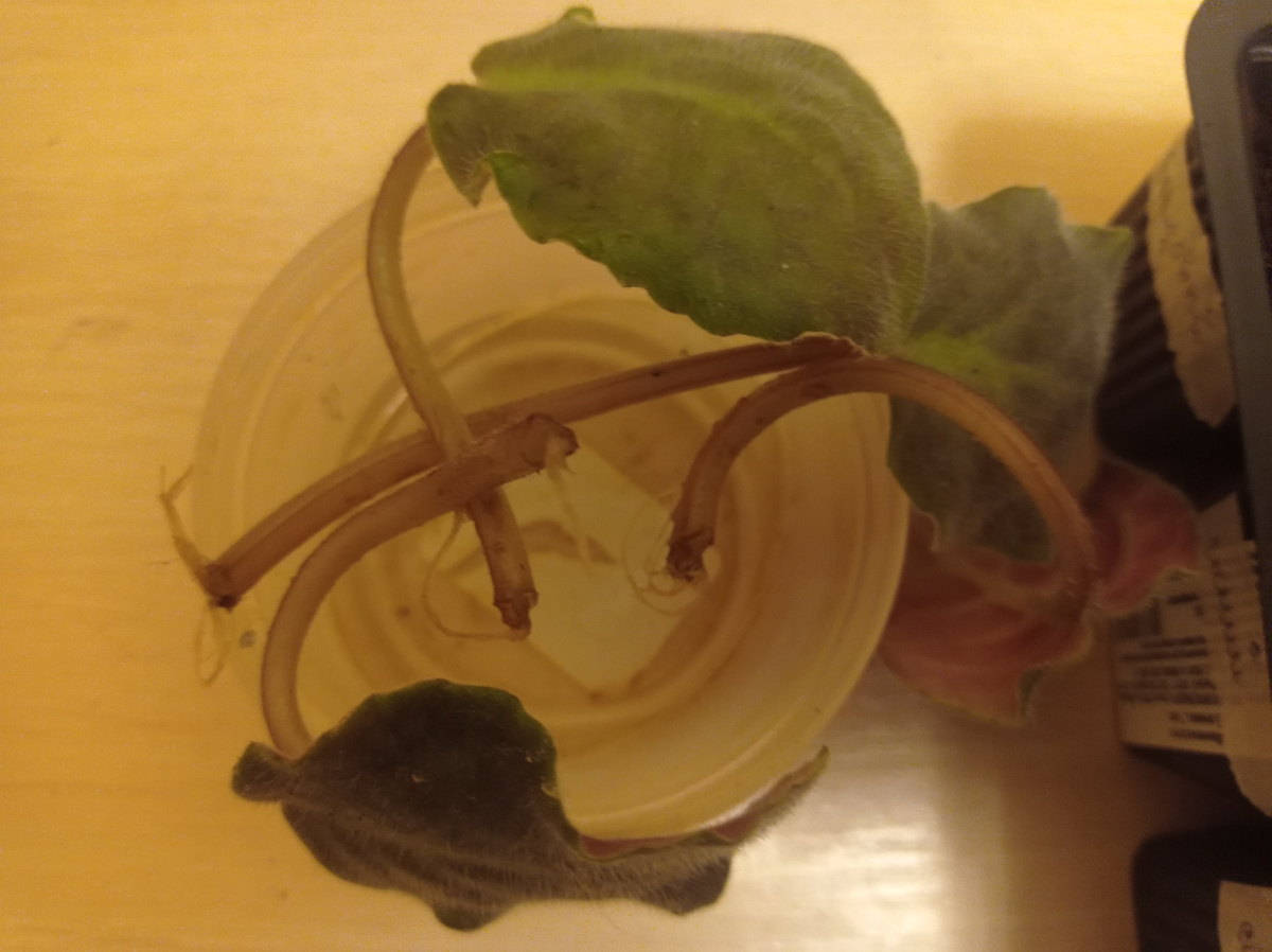 Вот такие листики, на кончиках стеблей уже выросли корни