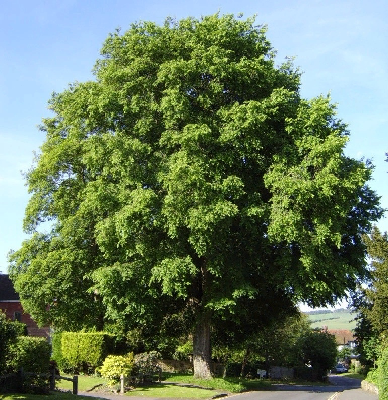 Вяз гладкий