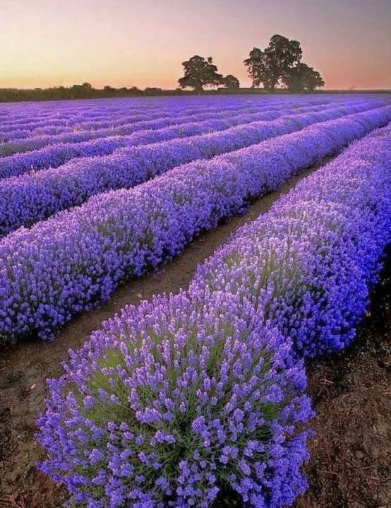 Сейчас бы на лавандовое поле, а не вот это всё...