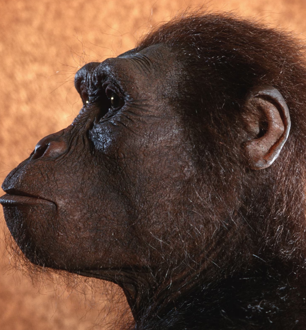 Реконструкция Люси в Гессенском земельном музее Дармштадта в Германии показывает, как мог выглядеть древний гоминин. Спустя пять десятилетий после своего открытия она по-прежнему очаровывает как ученых, так и общественность.