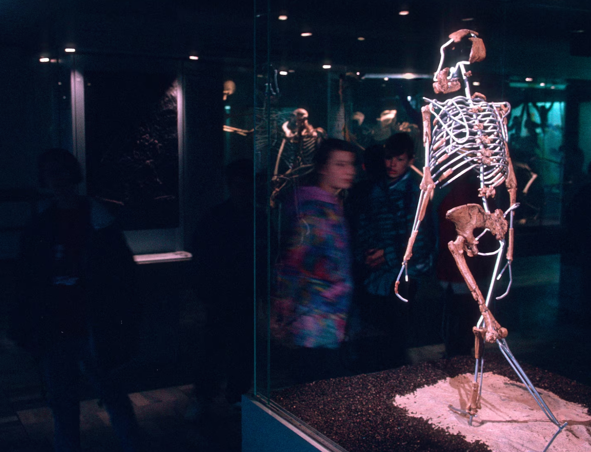 Реконструкция скелета Люси выставлена в Музее природы Зенкенберга во Франкфурте, Германия. На протяжении многих лет исследователи спорили, сколько времени она проводила, ходя по земле на двух ногах, по сравнению с лазаньем по деревьям.