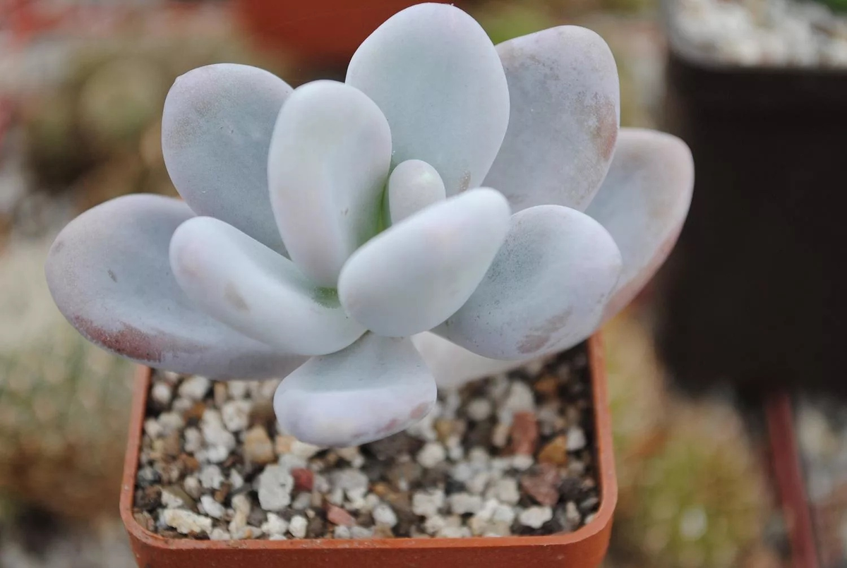 Видимо, этот парень мало был в солярии, а потому и не загорел