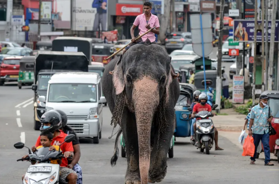 Красивая палка для управления слоном, ну жених!