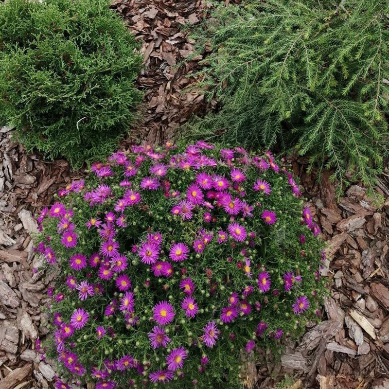 Альпийская астра в миксбордере под мульчей коры лиственницы. Хорошо соседствует с хвойными растениями.