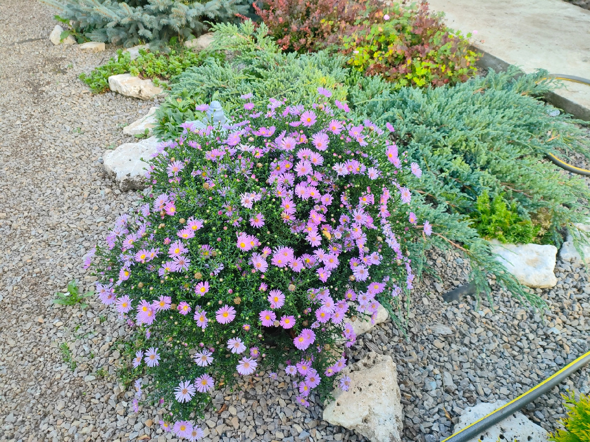 Альпийская астра в рокарии прекрасно себя чувствует  и растет сама по себе.