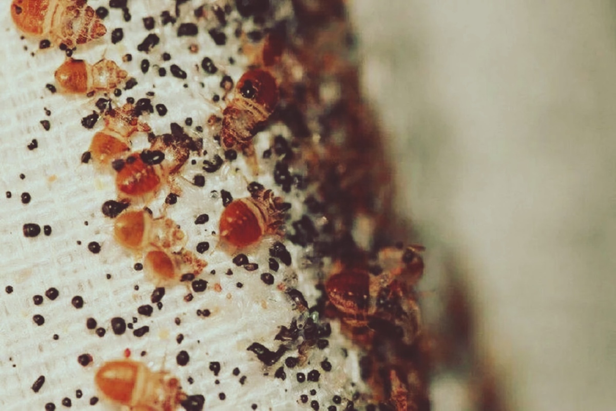 Гнездо клопов