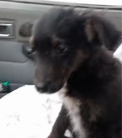 Выброшенный щенок