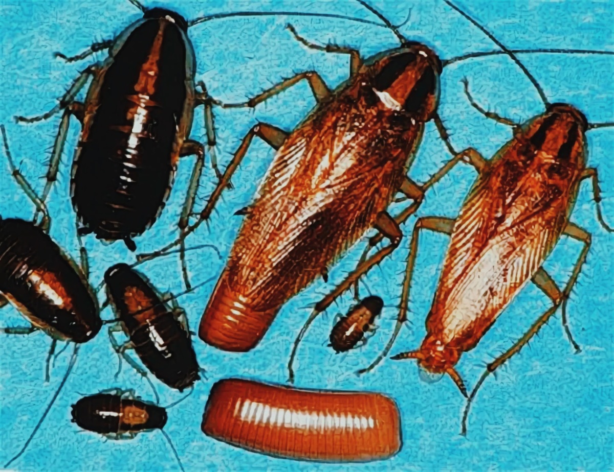 Черные тараканы и рыжие