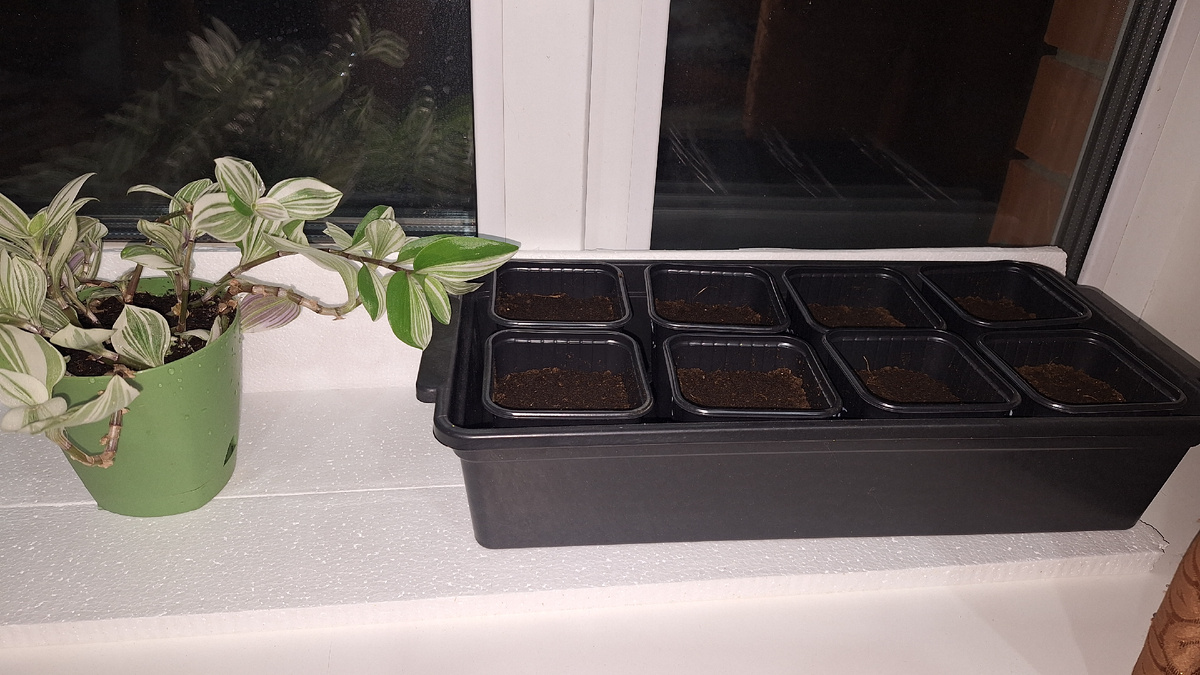 Фото автора. Перцы при новом способе посадки. 