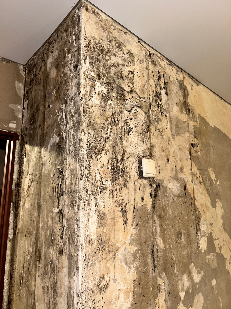 Плесень под обоями после потопа