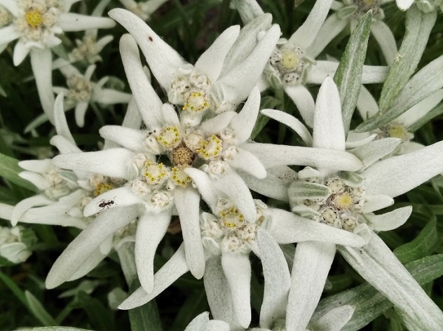 Эдельвейс альпийский.