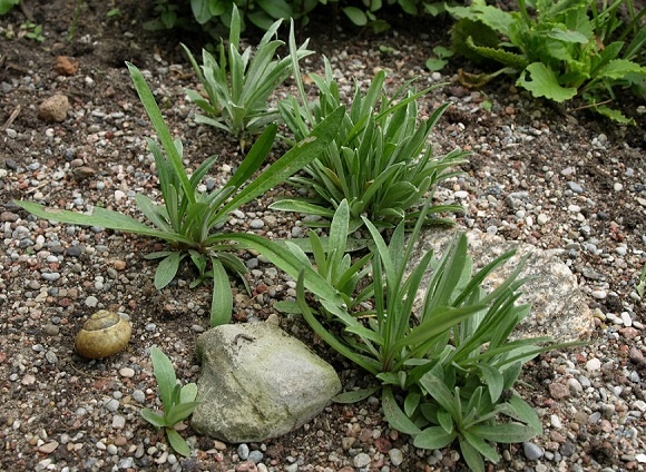 Ну трава же?