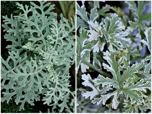 Догадайтесь с первого раза, кто есть кто.