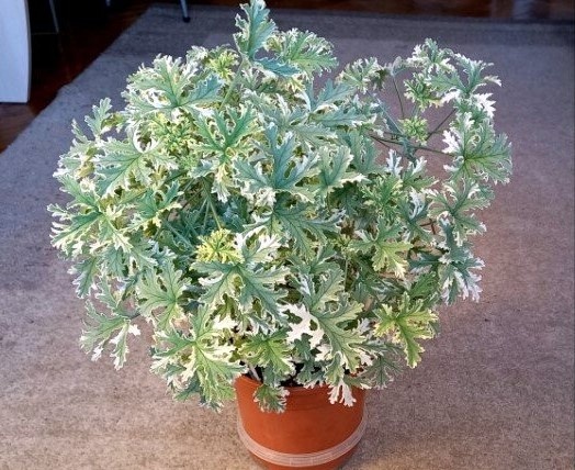 Такой Леди была до обрезки