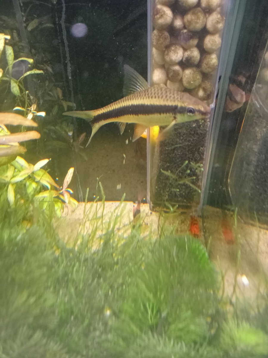 Самский водорослеед