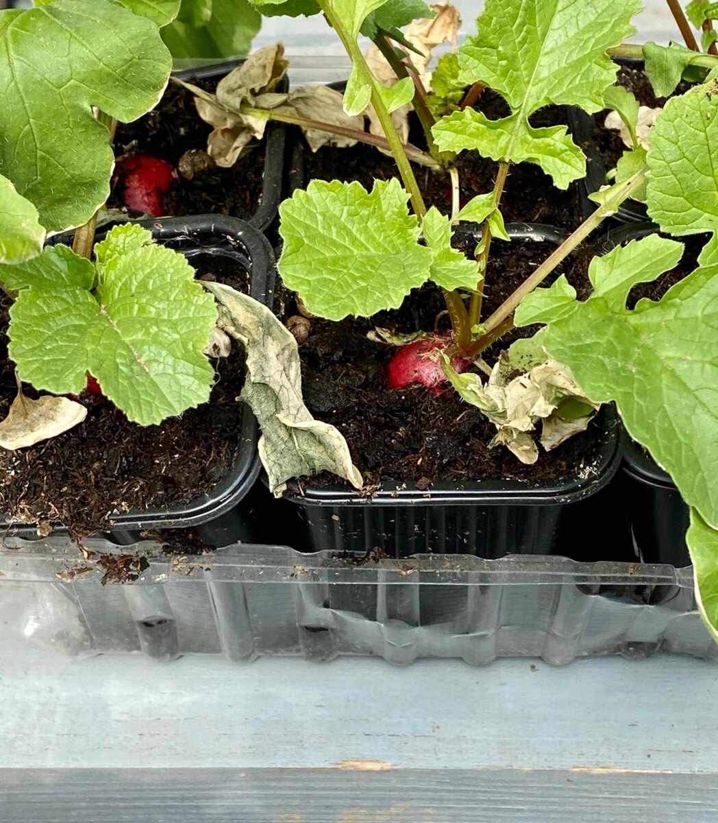 Февральская редиска)