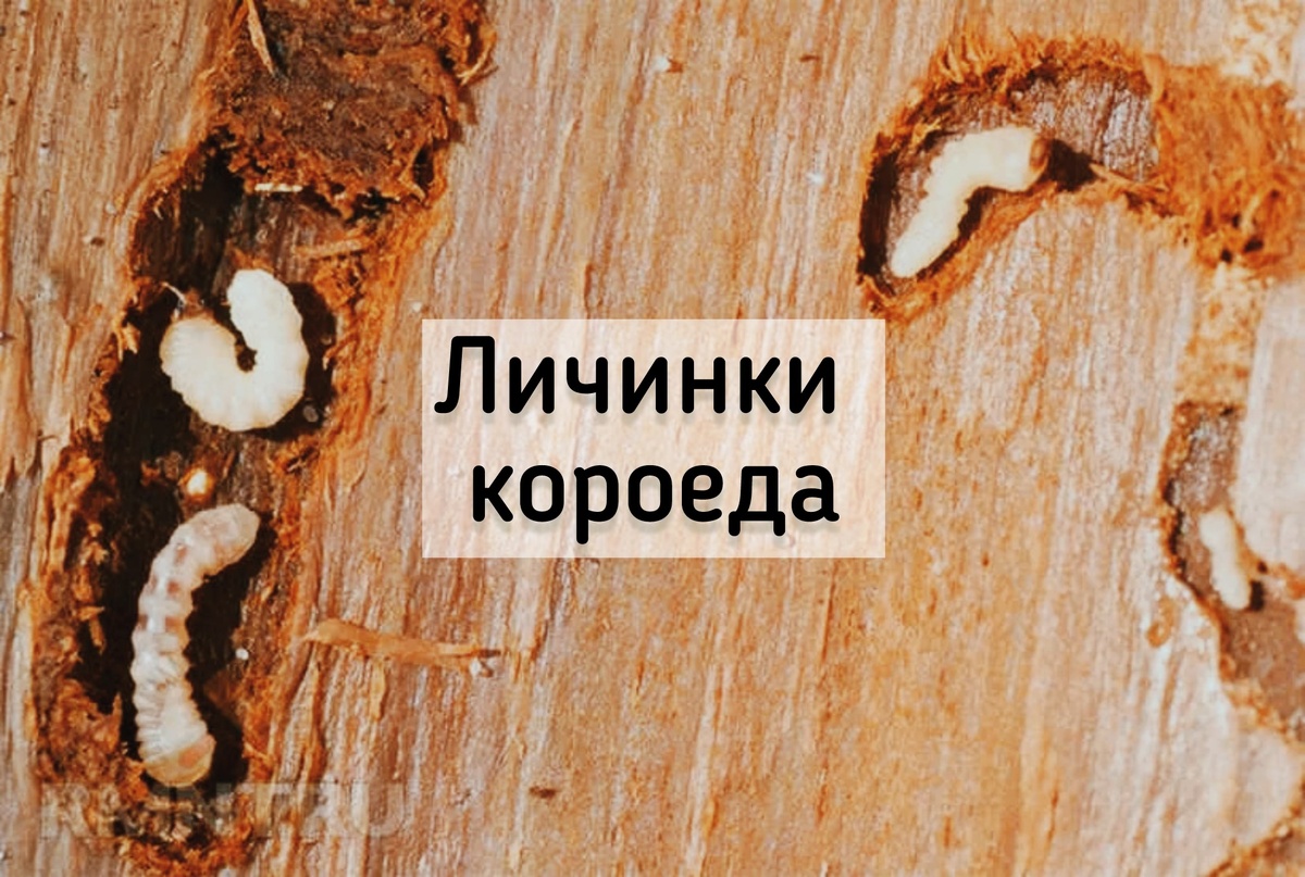 Личинки короеда.