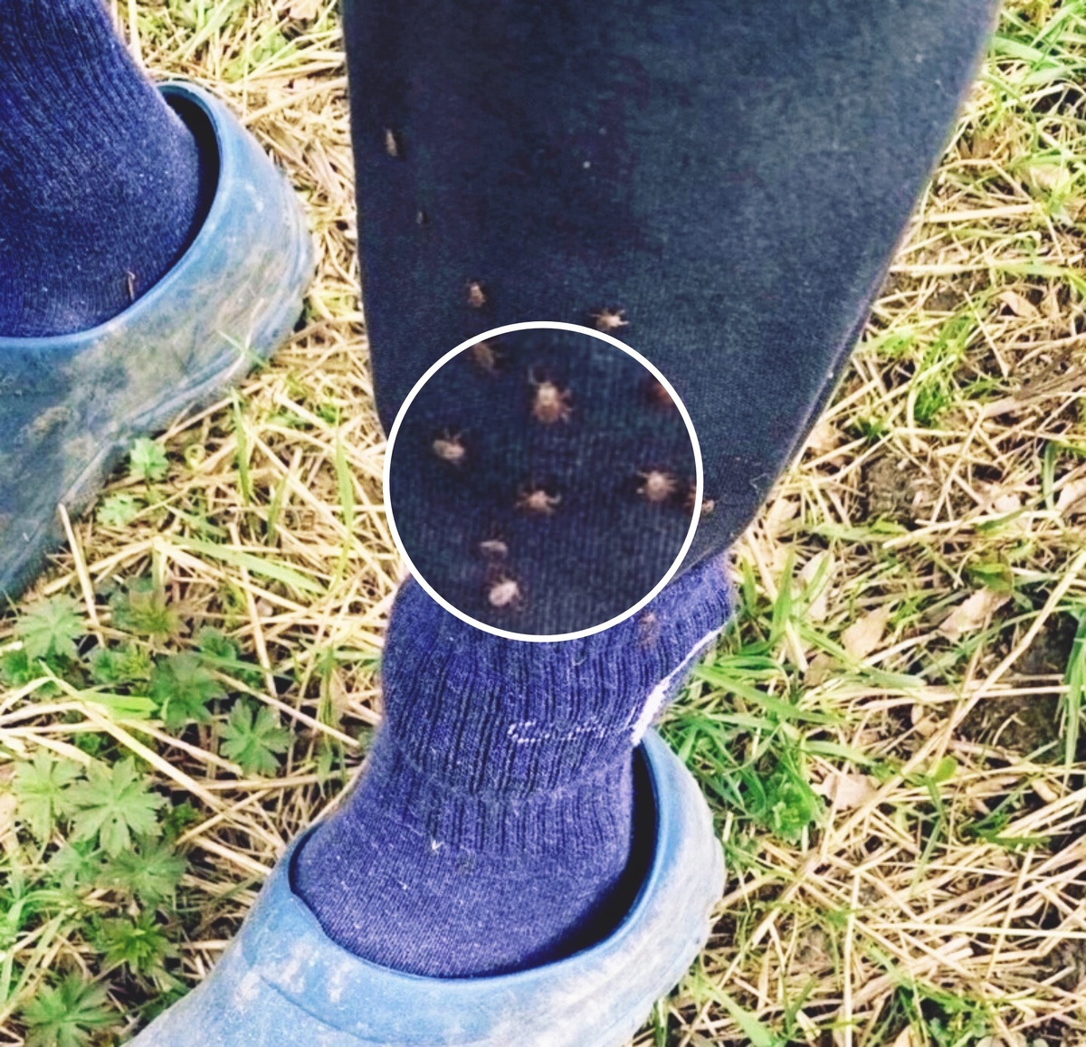 Клещи. Дмитровский район, Московской области. Март, 2025год.