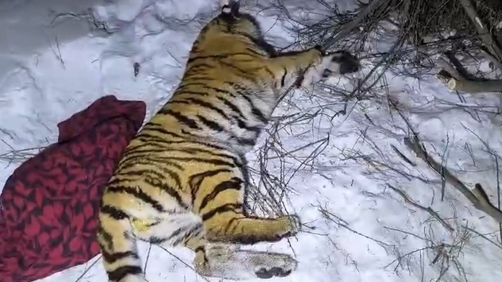 Фото: @amurtigercenter.
