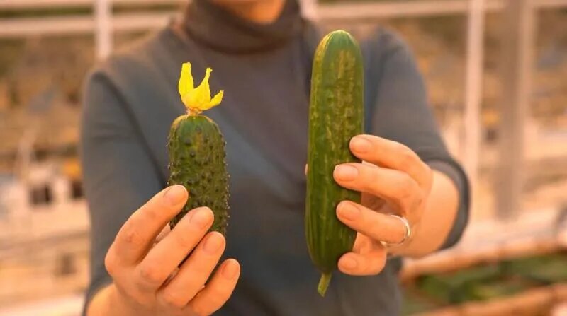 Фото: огурцы тепличного комплекса «Камчатский» / kamgov.ru