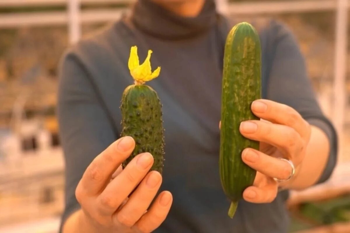    Камчатские огурцы продаются по разным ценам в зависимости от урожайности