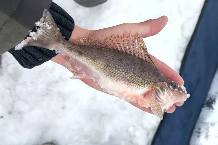    Длина ерша 21 сантиметр. Фото с сайта Fshingsib.ru