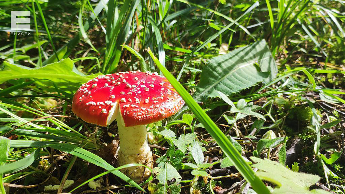     Красноярка пыталась «вылечить» дисбактериоз мухоморами и на трое суток попала в больницу с отравлением