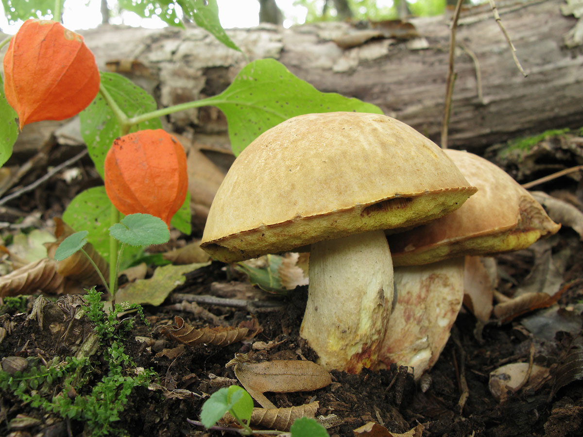 Фото И. Ухановой (СПбМикО). Ставропольский край.