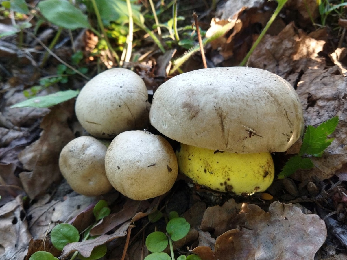 Фото С. Кривошеева (СПбМикО)